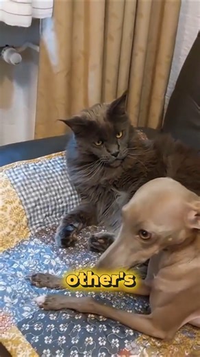 How to Introduce a Maine Coon to Your Dog? WATCH THIS!