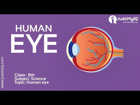 The Human Eye – Structure and Function