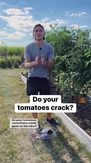 46K views · 1.2K reactions | Do your tomatoes crack on the vine? Here’s what I do to prevent that from happening! | Wyse Guide | Facebook