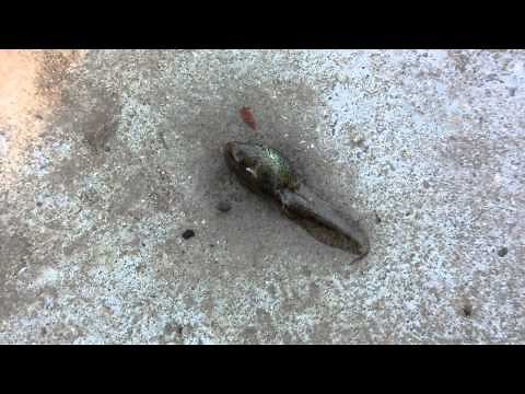 dead tadpole