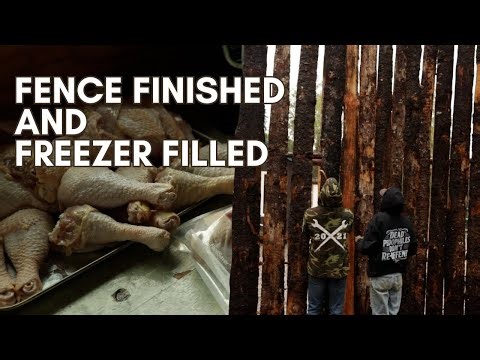 Finishing the Fence & Filling the Freezer | Alaska Homestead