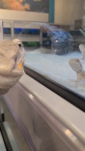 The Dragon Chronicles on TikTok