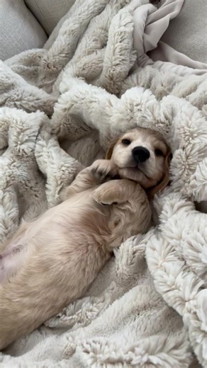 When he’s not biting my toes he’s a cute little weenie 🌭💙#dogsoftiktok #pov #miniaturedachshund #puppytiktok #pup