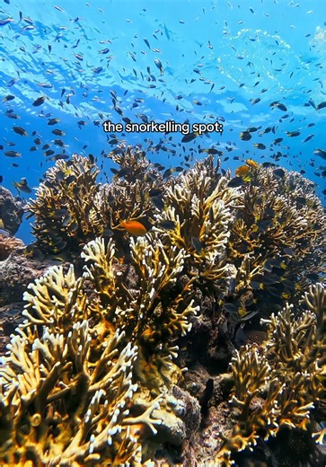 Snorkeling Adventure at Manta Ray Bay in Whitsundays