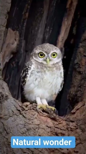 DBL#hindishayri #julie o julie..... hindi song