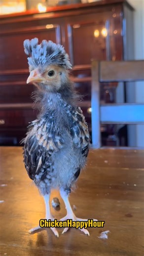 Last night we let the CHICKENS talk 📣🐥🗣️ #chickens #parody #chickensofinstagram #funnyanimals #comedy #backyardchickens #babychicks #chickenhappyhour Morgan Wallen🎉 | Chicken Happy Hour