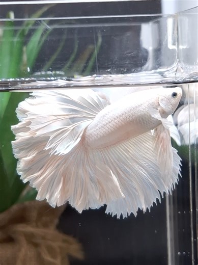 Understanding White Betta Fish and Rosetail Varieties