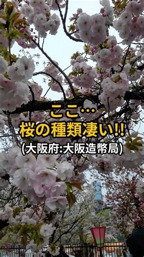 [Osaka Sightseeing] Impressed by 140 varieties of cherry blossoms... The cherry blossoms at the O...