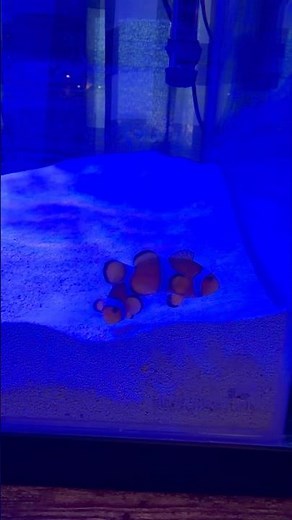 Adding Our First Clownfish to the 75 Gallon Reef Tank! 🐠
