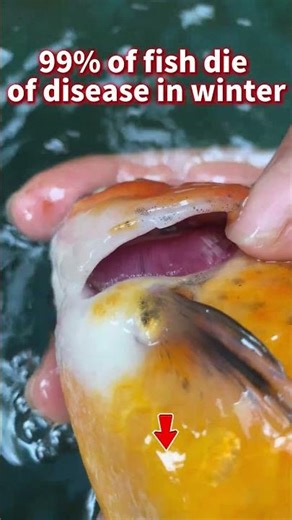 EP32 - Aquarium - Goldfish - 99% of fish die of disease in winter #goldfish #fish #aquarium