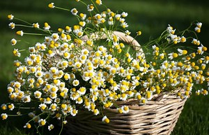 Discover the Ease of Growing Chamomile | LoveToKnow