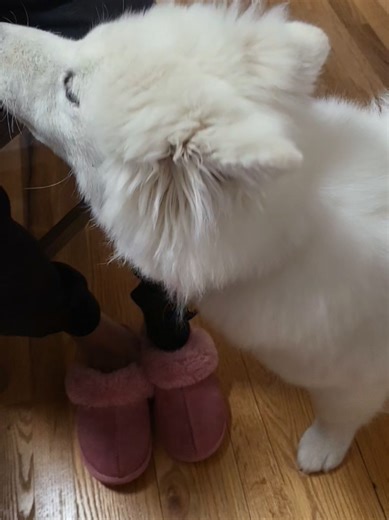 Samoyed Puppy Adventures and Challenges