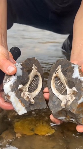 This Ordinary Rock Hid an Ancient Secret Inside
