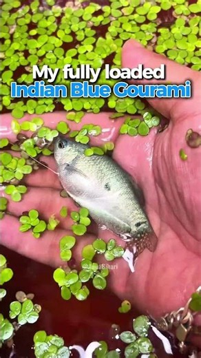 My fully loaded Indian Blue Gourami / Giant Gourami Breeding Setup