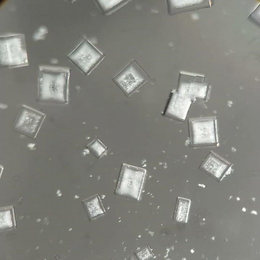 Mesmerizing Salt Crystallization Under the Microscope | Time Lapse Magic! 🧂✨ #scienceexperiment