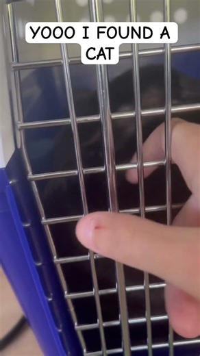 Taking to vet rn for microchip scan #shorts #cat