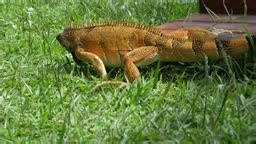 The Green Iguana, Iguana iguana, is a large species of lizard native...