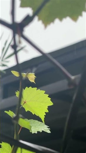 A Thunderstorm Changes Everything in 10 Seconds