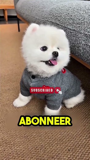 The dog went bald 🤣🦮💀