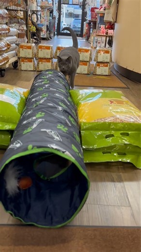 Willow's 12th Man Training Camp #WillowTheShopCat #GoHawks #WBUWenatchee #ShopCat