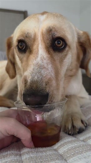 "POV: Your dog has a fancier evening routine than you 🍵😂🐾"