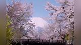 樱花油菜花富士山踏春赏花（9464）1440P