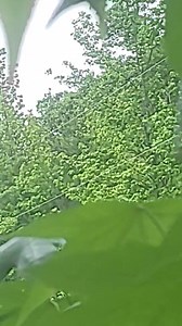 Did you know cicadas were singin’ their songs long before the West was wild? 🪕🪰 These buzzin’ little time travelers have been rattlin’ the summer air for millions of years—long before cowboys rode the range. 🤠🌵 Back in the days of the Wild West (roughly 1865 to 1895), while folks were panning for gold 🪙, building saloons 🍻, and herding cattle 🐄 across open country, the cicadas were already out there—vibratin’ the airwaves like nature’s own banjo pickers. These critters only show up every 