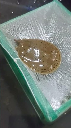 spiny softshell turtle 🐢