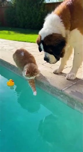 Dog Pushes Cat Into the Pool… Instant Regret 😂🐶💦