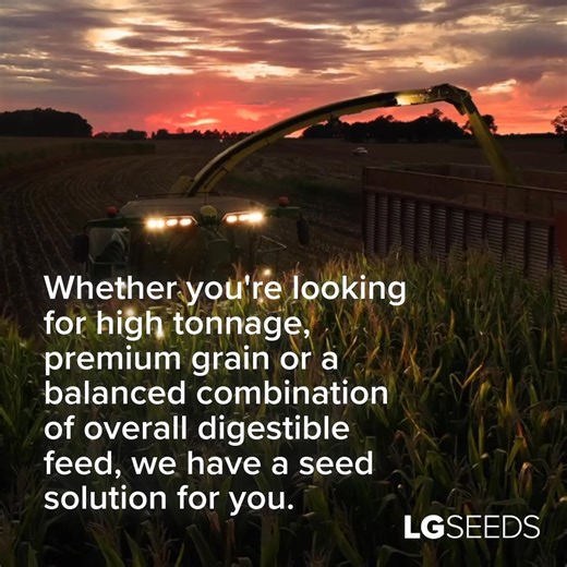 Looking for a dual-purpose #silage product next year? With LG Seeds, you’ll have flexible choices to choose the right silage corn product for your operation. Explore the silage portfolio: https://lgseeds.com/silage-solutions | LG Seeds