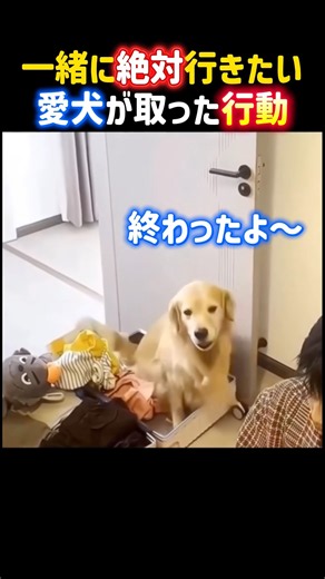 Here's what my beloved dog—the one I absolutely want to take on a trip with—did.