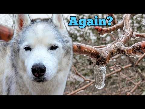 Are the Dogs Read for ANOTHER Ice Storm? ❄️ Michigan Weather is CRAZY!