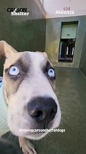 2.7K views · 225 reactions |  Adopted  A5615926 ✰ Unknown...