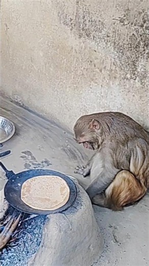 How Rani used to eat roti and vegetables sitting by the stove 🤣।। #ranivlogrbl #shorts #youtubesh...