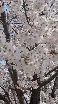 Waltz of the Flowers