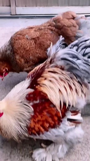 Chickens showcase impressive visual beauty.🐓💕#chicken #chickenfarm | Thida Clips