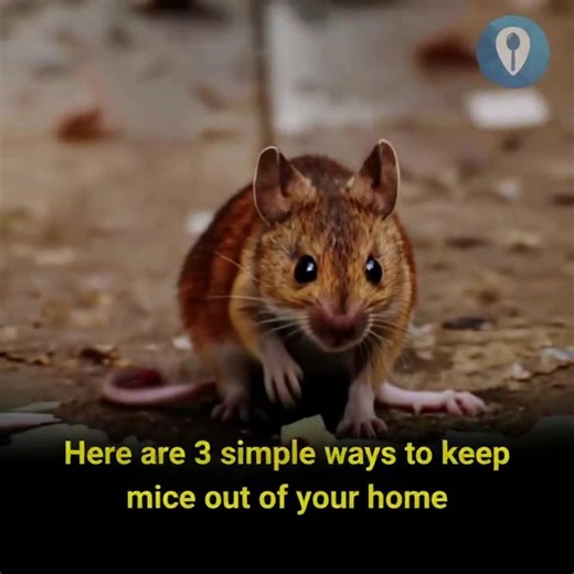 Don’t Let Mice Take Over — Try These 3 Simple Home Remedies! 🐭 | Feedy