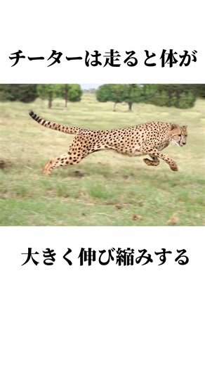 地上最速の動物チーターの秘密