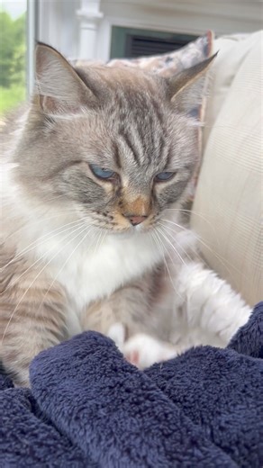 6.9K views · 297 reactions | Of course, Primo is with me here on Martha's Vineyard! | Robin Cook | Facebook