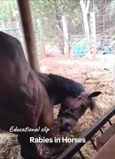 Understanding Rabies in Horses