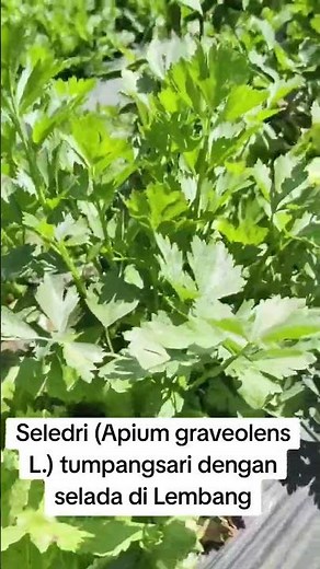 Celery (Apium graveolens L.) intercropped with lettuce in Lembang.. #celery #ipb #apiumgraveolens