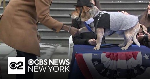 Simon the Basset cattle dog officially sworn in as second honorary dog mayor of NYC