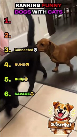 Dogs vs Cats FUNNY Moments #funny #pets #viral