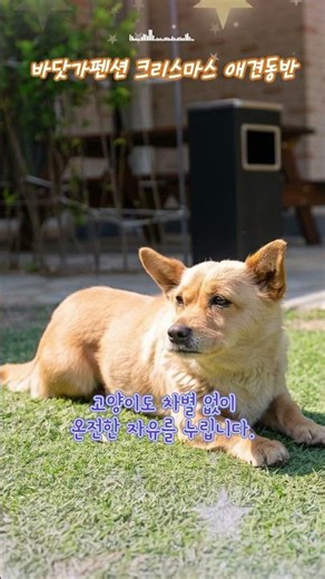 반려견과 꼭 가봐야 할 동해 오션뷰 펜션🌊 '바닷가펜션 크리스마스 애견동반'