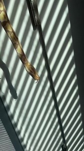 Pebble the one eyed snake #ballpythons #ballpython #ballpythonsofinstagram #ballpythonmorphs #python #pythons #snake #snakes #snek #reptile #reptiles #reptilelover #reptilekeeper #reptilesofinstagram #animal #daily #royalpython #reels #instagram #tiktok | Black Lake Reptiles