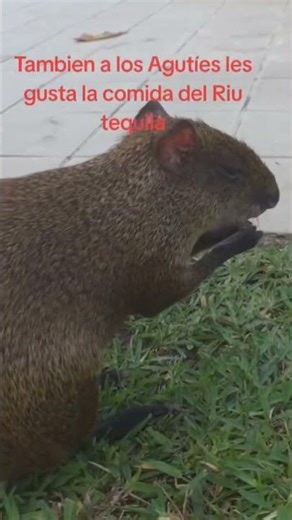 Riu tequila, agutíes o sereques? #riutequila #viral #salud #samsung #monkey ‪@riuhotels‬