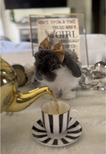 Bunnyclubhouse on TikTok