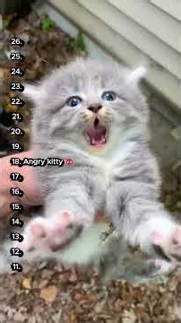 Top 16 Cute Kittens 😻🐾 #cutecats #catvideos #catcomedy #catsoftiktok #funnycats