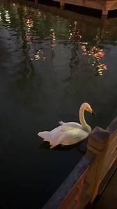 Swan Peaceful Moments: Calm Waters and Grace