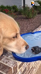 74M views · 435K reactions | 3 golden retrievers try to save a bird  | The Dodo | Facebook